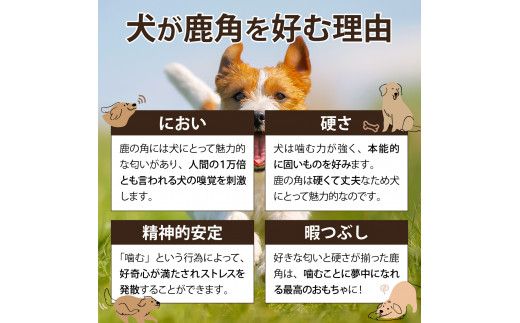 犬が喜ぶおやつ♪ 鹿角 1本 選べるサイズ（S・M・L）【犬 犬のおやつ ペット おもちゃ シカ ツノ 鹿の角 しか つの 鹿 角】