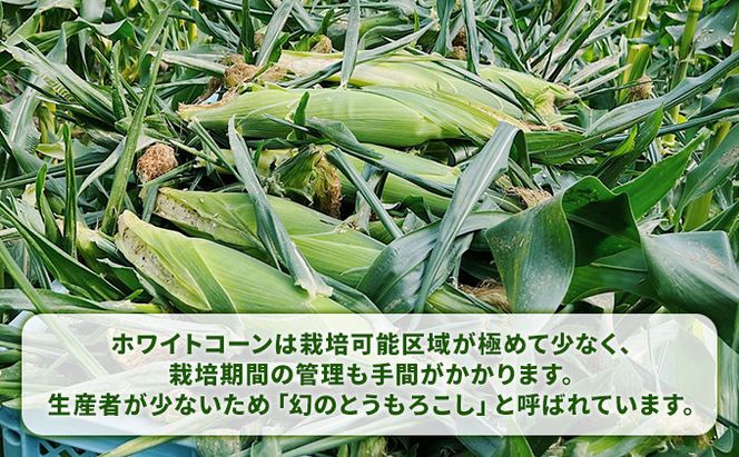 【2026年夏発送】北海道 富良野産 ホワイトショコラ 2Lサイズ 10本 露地栽培 白い とうもろこし (山本農園)