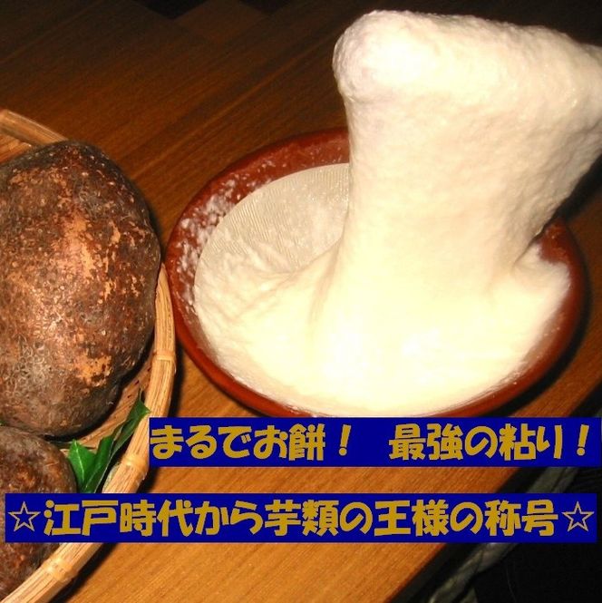 【芋家なか吉】スペシャル丹波山の芋☆二刀流☆セット (11月収穫プレミアム特選品つくね芋)｜京都 人気 やまいも［ 京都 山の芋専門店 職人 とろろ 芋 いも イモ 野菜 3kg 人気 おすすめ お取り寄せ 通販 送料無料 ふるさと納税 ］ 261009_B-SG09