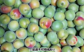 仁科農園産 南高梅（青梅 秀）「里山の梅夏宝玉」 4kg箱 梅 うめ ウメ エキス 梅酒 梅干し