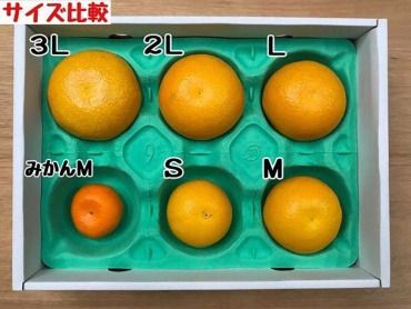 4月 まで 木成 完熟 させた 有田 はっさく 特秀 M × 10玉 化粧箱 南泰園 みかん  	BS756