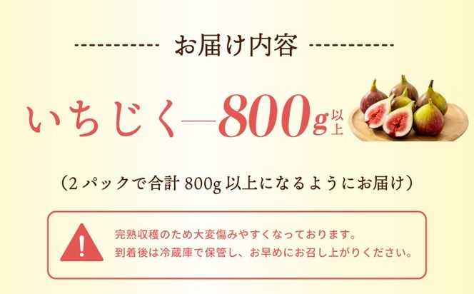 G5718 【先行予約】完熟いちじく 800g以上（2パック）【農家直送 朝採り 訳あり サイズ不揃い わけあり 産地直送 イチジク フルーツ 果物】