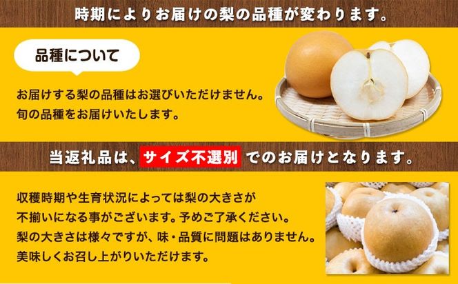 【先行予約】訳あり 旬の梨 約4kg 3-10玉前後 岡山県産 梨 訳あり 新高 愛宕 王秋梨 鴨梨 岡山 笠岡市《9月上旬-1月末頃に出荷予定》数量限定 梨 なし ナシ---kasaoka_zsy_50_40---