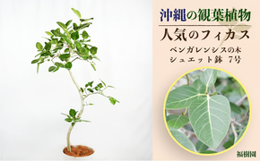 沖縄の観葉植物 人気のフィカス ベンガレンシス7号　シュエット鉢