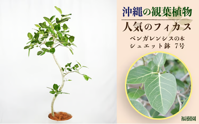 沖縄の観葉植物 人気のフィカス ベンガレンシス7号　シュエット鉢