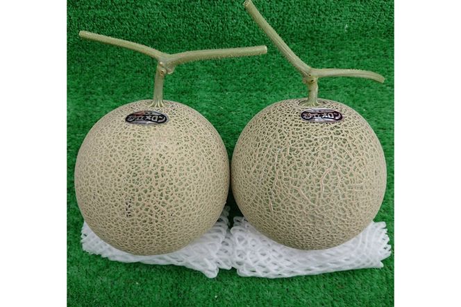 【先行予約】京都丹後久美浜産　砂丘メロン【オトメの祈り】　2Lサイズ／2玉入（2026年中旬～発送）　LP00004