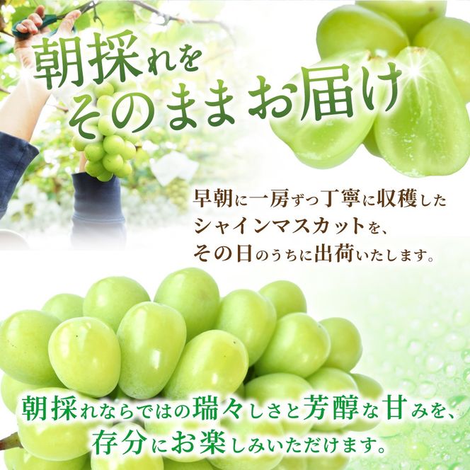 【先行予約】朝摘み シャインマスカット 秀品 2房（約1.2kg）こだわり農家厳選！【2027年8月中旬から9月中旬順次発送予定】） | マスカット ぶどう ブドウ 和歌山 フルーツ 果物 くだもの【kgr035A】