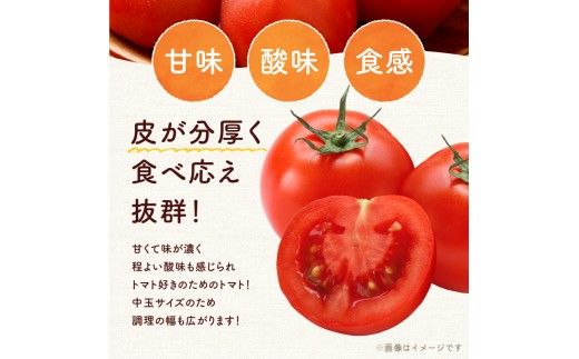 【先行予約2026年7月】トマト好き必見！食べ応え抜群！ファンゴッホ 4kg 肉厚中玉トマト 酸味と甘みのバランス_Y124-0027