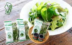 庄内産 ベビーリーフミックス 50g×5袋と国内加工サルサソースセット 土耕栽培 サラダ スムージー 若葉 野菜 生野菜 新鮮 山形県 冷蔵