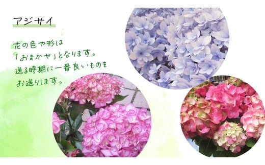 ≪先行予約≫アジサイ 【 おまかせ 1点 】【2026年4月上旬頃より発送開始】 植物 花 インテリア フラワー 紫陽花 お花 園芸 初夏 梅雨 ガーデニング 母の日 [BG007us]