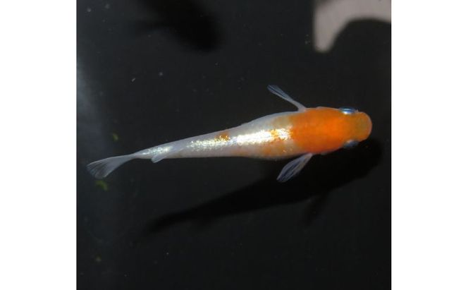 メダカ リンカ紅白体外光 めだか 魚 観賞魚 観賞用 飼育 ペット 淡水 生体 生物 西正ナチュラルライフ 嵐山町 埼玉県