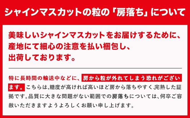 訳あり 巨峰 約2kg (5～8房) 阿部ぶどう園 《8月中旬-9月末頃出荷予定》茨城県産 結城市 果物 ぶどう フルーツ 産地直送【配送不可地域あり】(離島)---yuki_abb_5_1500g---