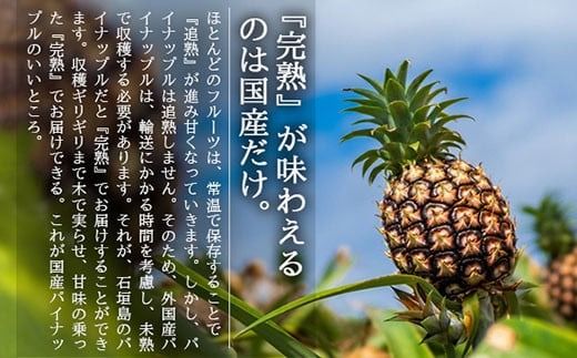 【先行受付】《2026年5月上旬～7月上旬順次発送予定》石垣島産パイナップル（ピーチパイン）3玉入 約2kg（1.7~2.2kg）【産地直送 沖縄県 石垣島 農家直送 パイン フルーツ】TK-10 
