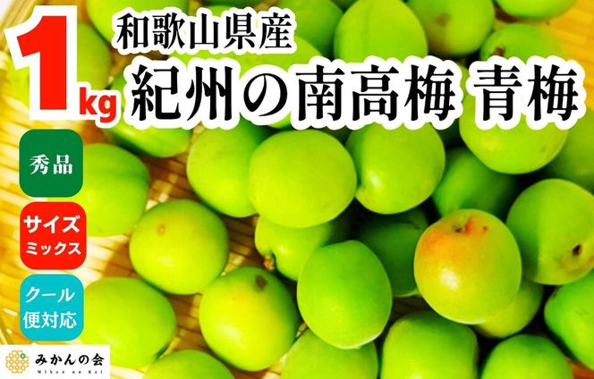 ［2026年6月上旬出荷］ 青梅 南高梅 約1kg 秀品 サイズミックス  和歌山県産 A品 梅酒作り用 梅ジュース作り用 AX396