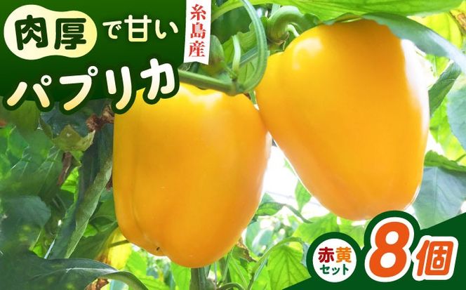 糸島産 肉厚 パプリカ 8個 福岡県 糸島市 / シーブ [AHC031] 野菜 やさい パプリカ ピーマン 肉厚 生 ピクルス マリネ 肉詰め