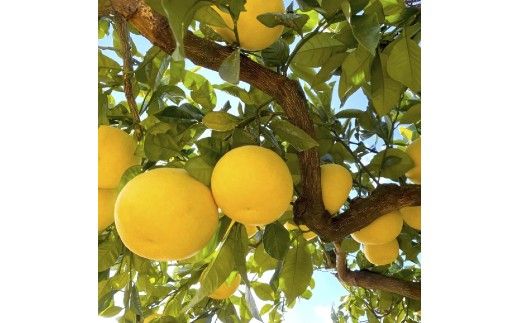 高知県土佐市産 楠瀬さんの土佐文旦 贈答用大玉 約3kg 期間限定 高知 土佐 文旦 ぶんたん ブンタン 柑橘 みかん 果物 3キロ 3L～4Lサイズ 5～7玉 フルーツ 旬 ギフト 常温