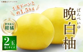 【先行予約】八代特産 晩白柚　秀Lサイズ 2玉 ばんぺいゆ 柑橘 果物 くだもの フルーツ 特産品 熊本県 八代市【2026年12月上旬より順次発送】