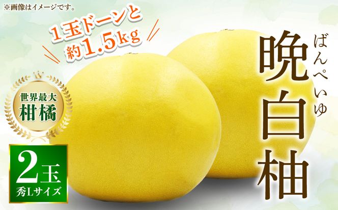 【先行予約】八代特産 晩白柚　秀Lサイズ 2玉 ばんぺいゆ 柑橘 果物 くだもの フルーツ 特産品 熊本県 八代市【2026年12月上旬より順次発送】