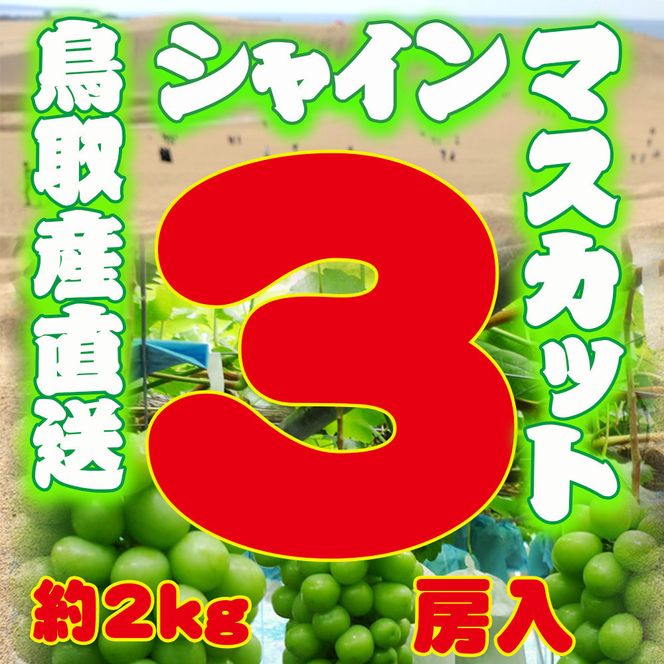農家直送 鳥取いとう園芸産 種なしシャインマスカット 3房で約2kg 312011_GH002
