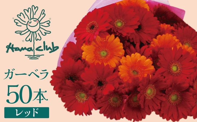 【ラッピング付】生花 レッドガーベラ の花束 50本 日付指定可能 ギフト プレゼント ラッピング 産地直送 インテリア お花 フラワー  ボリューム満点 H193-030