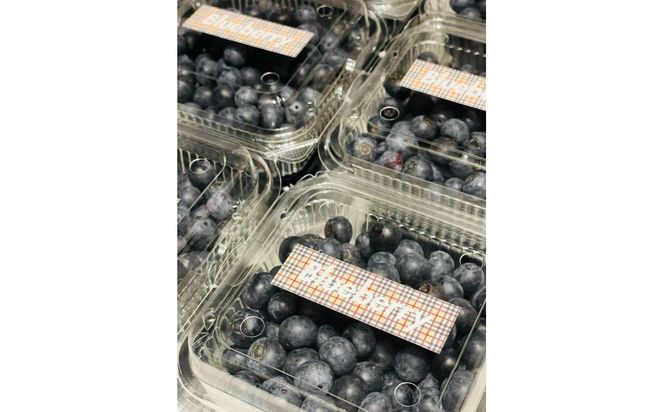 【農薬不使用】 手摘み生ブルーベリー 400g 142069_JJ001