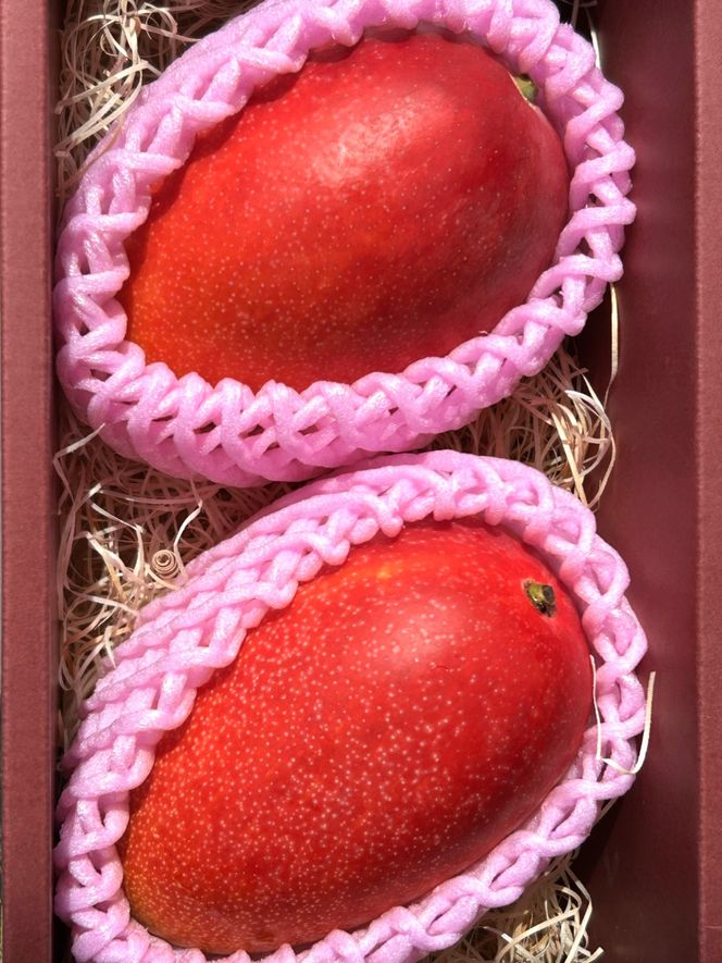 老舗青果店のご家庭用　アップルマンゴー　2～3玉 464686_DR004