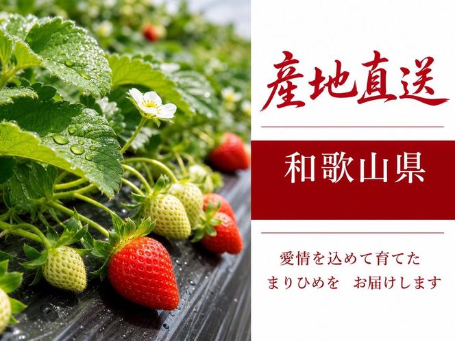 紀州和歌山ブランドいちご「まりひめ」約280g×2P