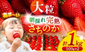 【先行予約/2026年1月上旬より順次発送】さちのかいちご 500g×2パック 計1kg イチゴ フルーツ 果物 愛西市 / 平野苺[AEAY001]