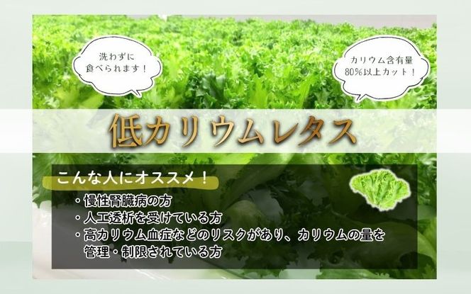 アノレタス（リーフレタス）新鮮シャキシャキ 栽培期間中無農薬低カリウムレタス 12袋×3ヶ月連続お届けセット【kkry-tkb0001】