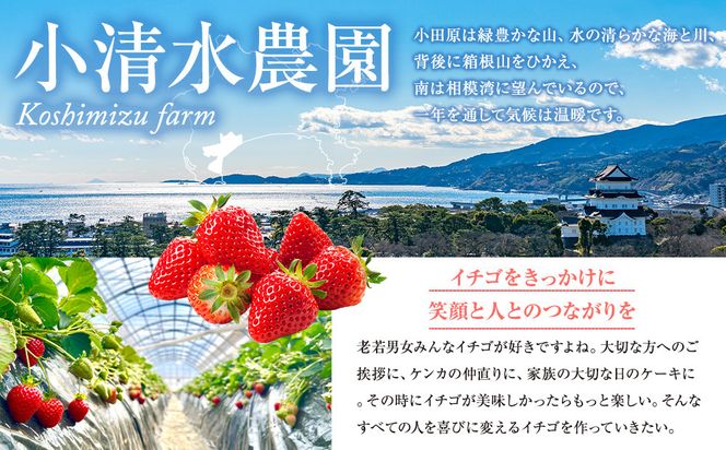 神奈川県新品種「かなこまち」　完熟イチゴ　苺　4パック入り 142069_CP008