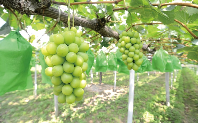 【2026年先行予約】シャインマスカット3～5房/計2kg~ 【上級品】 贈答用にもOK (岡山県真庭市産)【KF-B016-03】