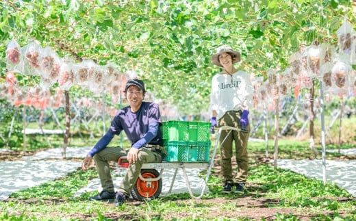 シャインマスカット 約1kg 約2kg 選べる内容量 ［おぶせファーマーズ］ 果物 フルーツ ぶどう 葡萄 数量限定 先行予約 長野 信州 令和8年産 【2026年9月上旬～11月上旬発送】