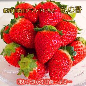 【来シーズン先行予約】紀州和歌山ブランドいちご「紀の香」約250g×4P※2027年1月中旬～2027年3月中旬頃順次発送（お届け日指定不可）【uot868】
