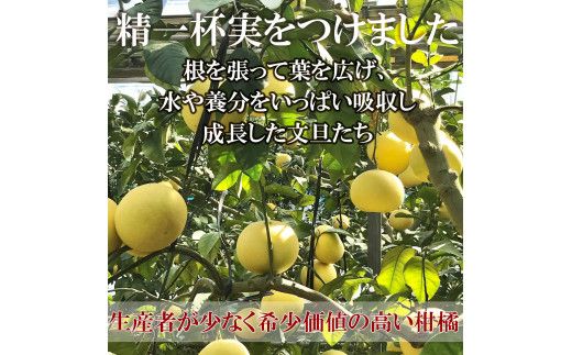【先行予約】温室土佐文旦 L～3L 約6kg（10～14個入り）〈2026年12月上旬～12月下旬頃〉/ 高糖度 温室 ブンタン ぶんたん 土佐文旦 ハウス文旦 約6キロ 高知県 土佐市産 フルーツ 果物 高知県 土佐市【白木果樹園】 [BQAI040]