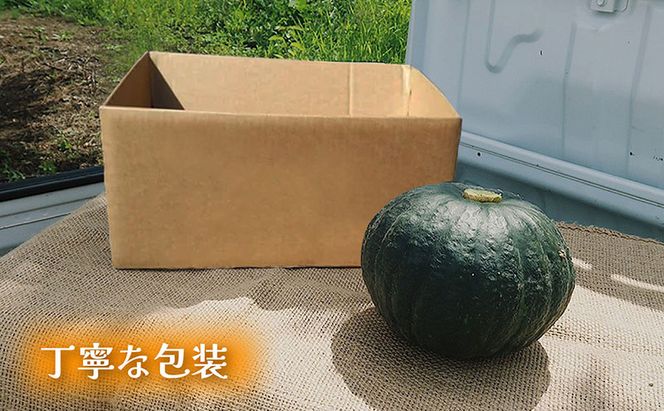 【秋の味覚 北海道産 小玉カボチャ】坊ちゃんカボチャ 無選別 5kg×2箱｜北海道富良野市 9～10月発送 野菜 料理用 家庭用 シェア用 ホクホク 濃厚 甘い 黒皮カボチャ かぼちゃ 坊ちゃんかぼちゃ 南瓜 料理 秋季限定