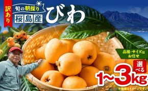 ＜容量選べる＞旬の朝採り！ 鹿児島 桜島産びわ 1箱（訳あり品）　K343-002_SKU