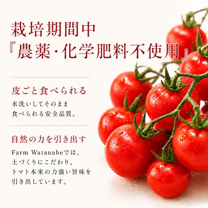 2027年発送 先行受付[栽培期間中 農薬・化学肥料不使用] 北海道 仁木町産 ミニトマト エコスイート 1.2kg×6箱 サイズ混載 トマト 野菜 [Farm Watanabe]