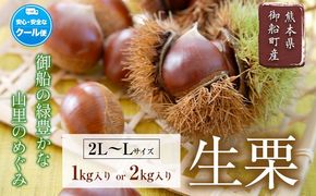 生栗 熊本県御船町産限定 約1kg 約2kg(2L-Lサイズ) 期間限定 野菜 予約 スイーツ きんとん 甘露煮 渋皮煮 栗ご飯 熊本県御船町《9月上旬-9月下旬頃出荷》---mifune_lcl_199_1---