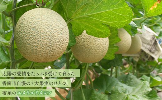 メロン 定期便 1玉 6回 夜須のエメラルドメロン テレビ朝日「ザワつく!金曜日」で特集 紹介 くだもの フルーツ ギフト マスクメロン 青肉 ギフト 贈答用 ご褒美 高級 お礼 御祝 産地直送 JA 高知県農業協同組合 香南市 常温 Wyu-0031