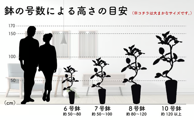 沖縄の観葉植物 人気のフィカス フランスゴム10号 シュエット鉢ポット