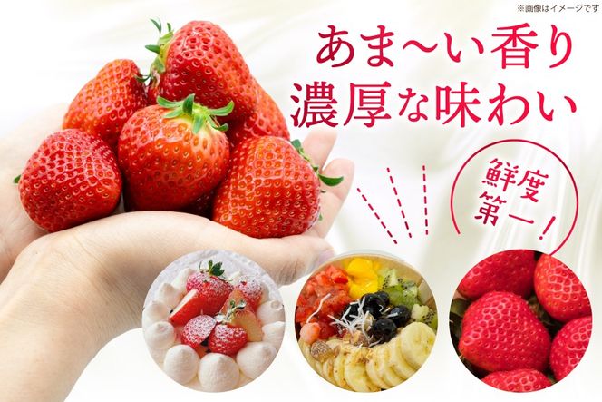 先行受付 【 博多あまおう 】 いちご 約270g×2p / エイチアンドフューチャーズ / 福岡県 筑紫野市 [21760471] 果物 フルーツ いちご イチゴ 苺 朝採り 新鮮