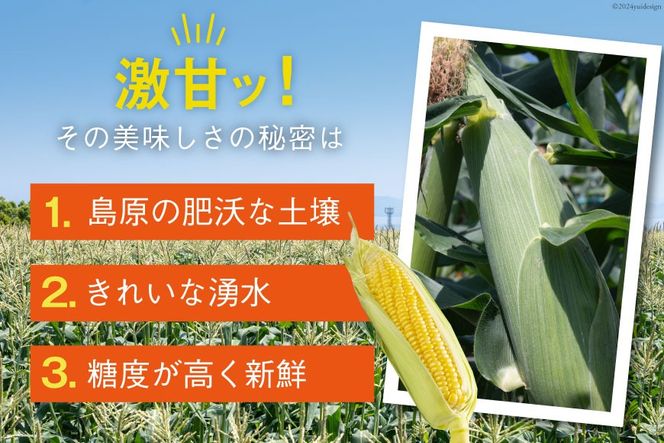 AI207 とうもろこし スイートコーン イエロー 5kg 10〜12本 [ トウモロコシ コーン ゴールドラッシュ 野菜 5キロ さかいさんち SAKAI FARM 長崎県 島原市 ]