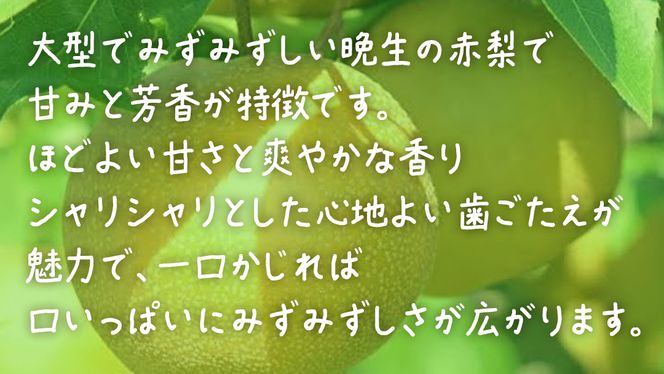 梨 新高 2.5kg 【 2026年10月上旬発送開始 】 ( 茨城県共通返礼品：大子町 ) 梨 なし 果物 くだもの フルーツ にいたか ナシ 農家直送 産地直送