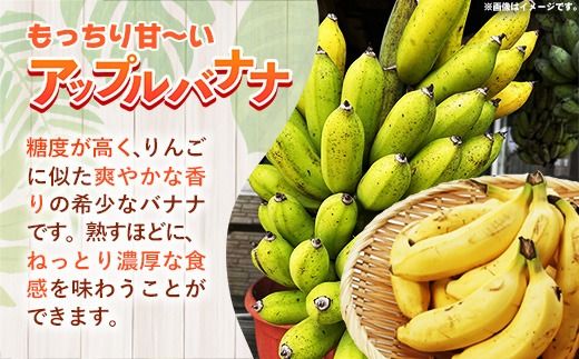 国産 希少種！南国フーズのアップルバナナ 約5kg - バナナ ばなな 小ぶり 沖縄県 産地直送 果物 フルーツ 南国 朝食 おすすめ 沖縄県 八重瀬町