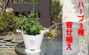 ハーブ 寄植え 摘み取って使う 新鮮 ハーブ 3種の寄せ植え プラ鉢 ホワイト 苗木 庭 玄関先 ベランダ 植物 インテリア グリーンアイテム ハーブの寄せ植え おしゃれ 育てやすい 