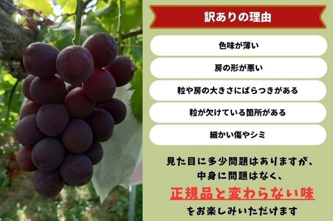 【2026年先行予約】岡山県産【訳あり】藤稔 1.0kg以上（2房）産地直送 朝採れ / ぶどう 葡萄 先行予約 フルーツ 果物 真庭市 フルーツ王国 珍しい 甘い【kgftmt020-01】