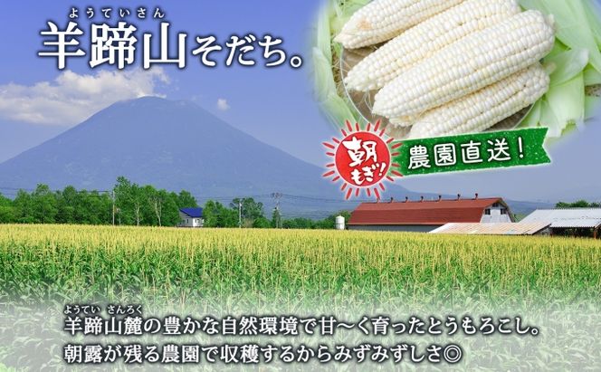 【 2026年 発送 】 北海道産 とうもろこし 計24本 L-2L サイズ混合 ロイシーコーン 大きめ 旬 朝採り 新鮮 トウモロコシ 甘い 夏野菜 とうきび お取り寄せ 産地直送 野菜 しりべしや 送料無料 倶知安町 