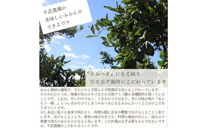 農家直送！きよみオレンジ 小玉3kg　［平武農園］～蛍飛ぶ町から旬の便り～［2026年3月下旬から順次発送予定］ 	BX105