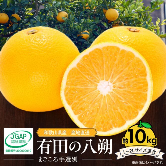 【2027年先行予約】和歌山県産 有田の八朔 (はっさく) 約10kg【L～2Lサイズ混合】まごころ手選別 _ZE6153n