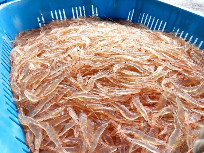 業務用殻付きシロエビ500g